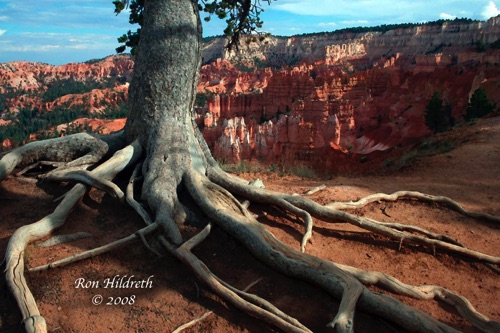 Roots@Bryce